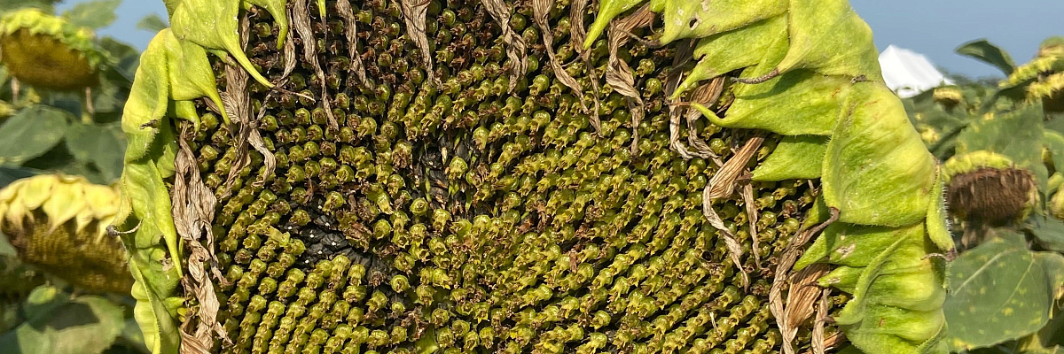 Сельхозорганизации Кабардино-Балкарии нарастили отгрузку подсолнечника в 1,6 раз