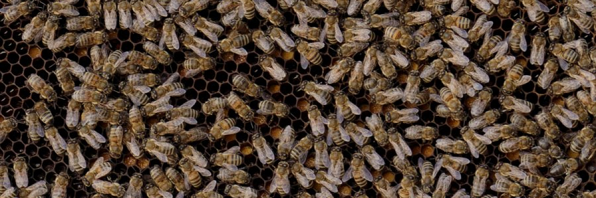 Севастополь поддерживает пчеловодов: благодаря господдержке фермеры развивают пасеки