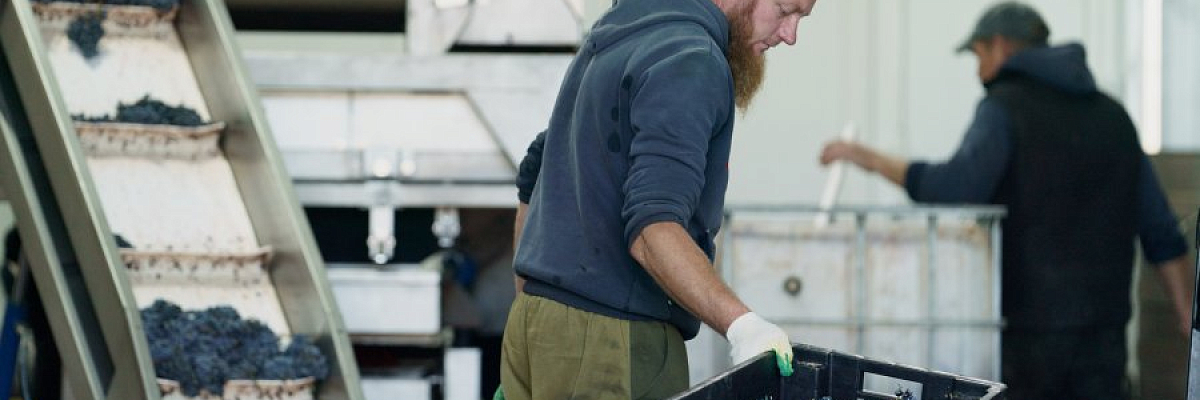 В Севастополе завершен сезон сбора винограда 2025: собрана 21 тысяча тонн урожая