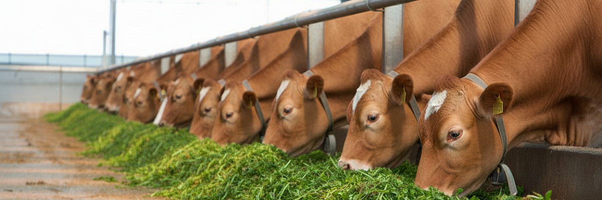 Производство мяса выросло на 8,7% в Кабардино-Балкарии