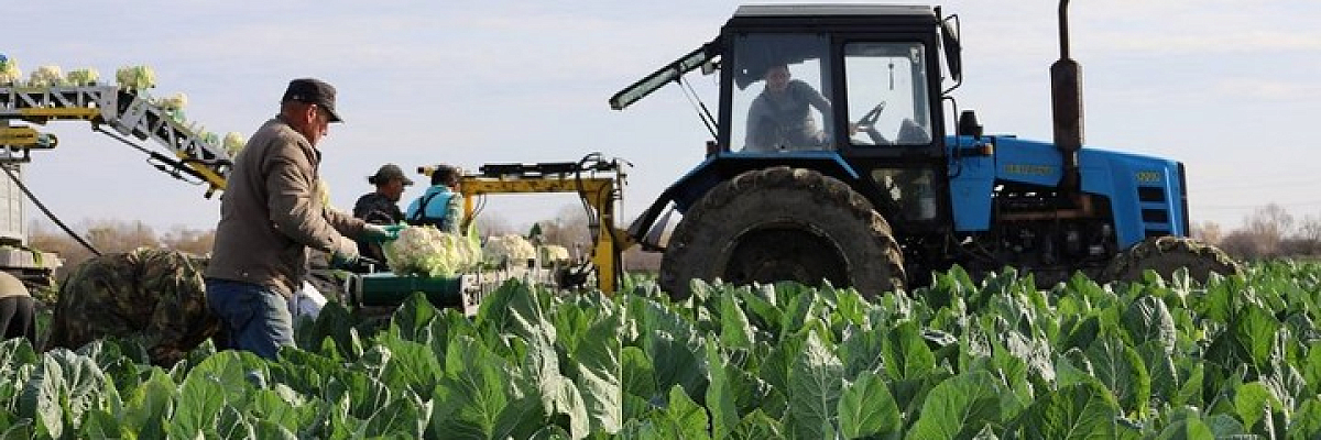 Фермерское хозяйство в Адыгее собрало 1,6 тысяч тонн цветной капусты