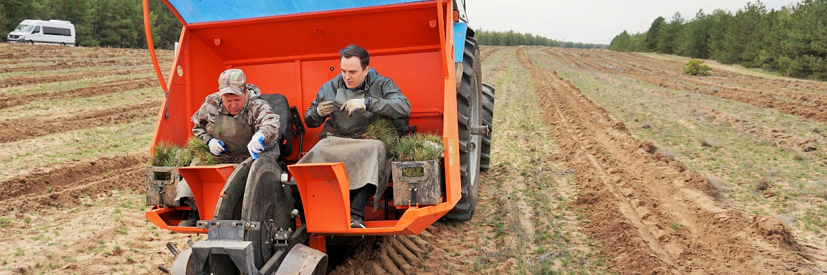 в Волгоградском регионе завершилась ставшая самой масштабной акция по высадке деревьев