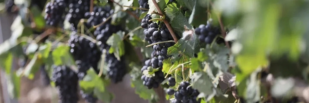 Рекордный сбор винограда в Краснодарском крае достиг отметки в 305 тысяч тонн