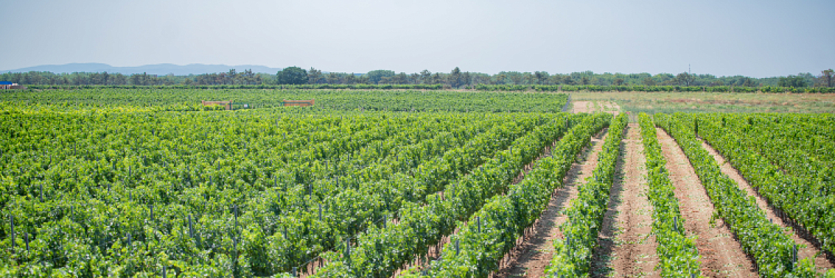 Севастопольские виноградари получили почти 450 млн рублей по программе льготного кредитования