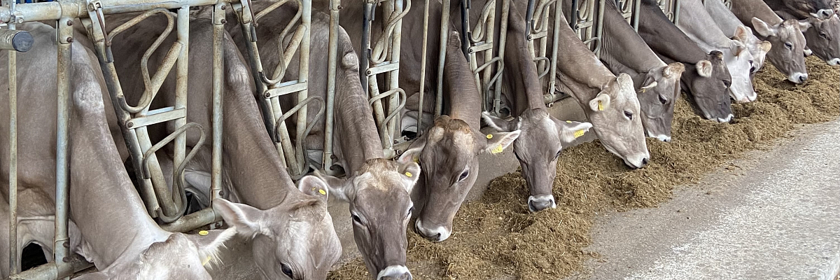 Производство молока превысило 460 тыс. тонн в Кабардино-Балкарии