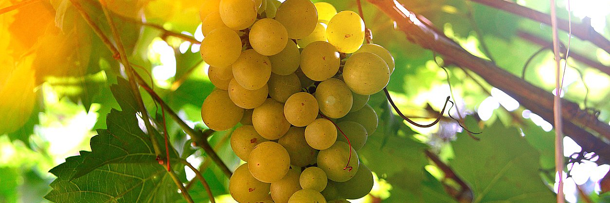 Принят закон, который направлен на дальнейшее развитие винодельческой отрасли в России