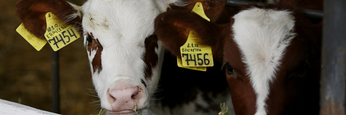 Краснодарский край занимает первое место в России по выпуску фермерской продукции