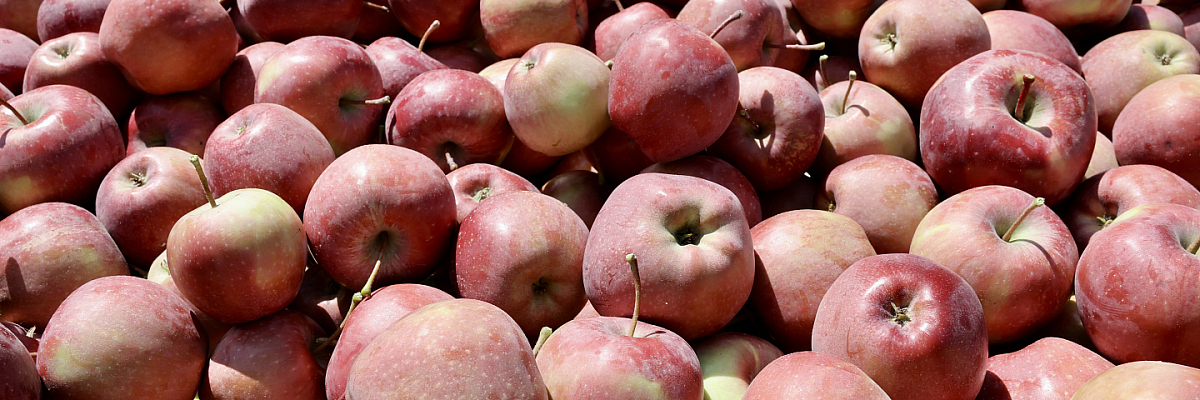 Валовой сбор плодов и ягод вновь превысил миллион тонн в Кабардино-Балкарии