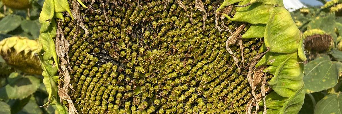 Земледельцы Кабардино-Балкарии в 1,6 раз нарастили производство подсолнечника