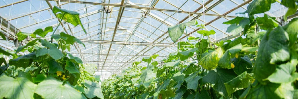 В Севастополе стартовала программа поддержки тепличных хозяйств региона