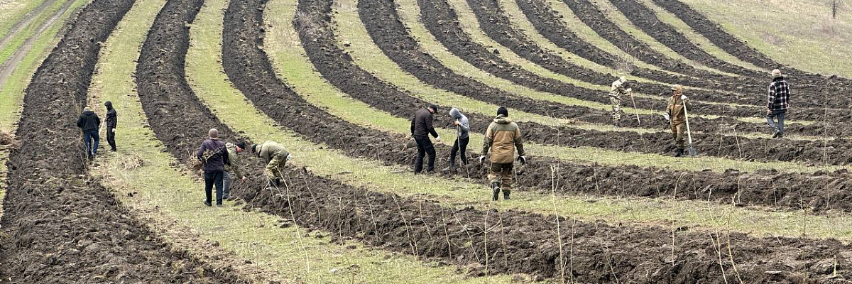 Более 70 тысяч саженцев ясеня высадили в Ингушетии в рамках нацпроекта