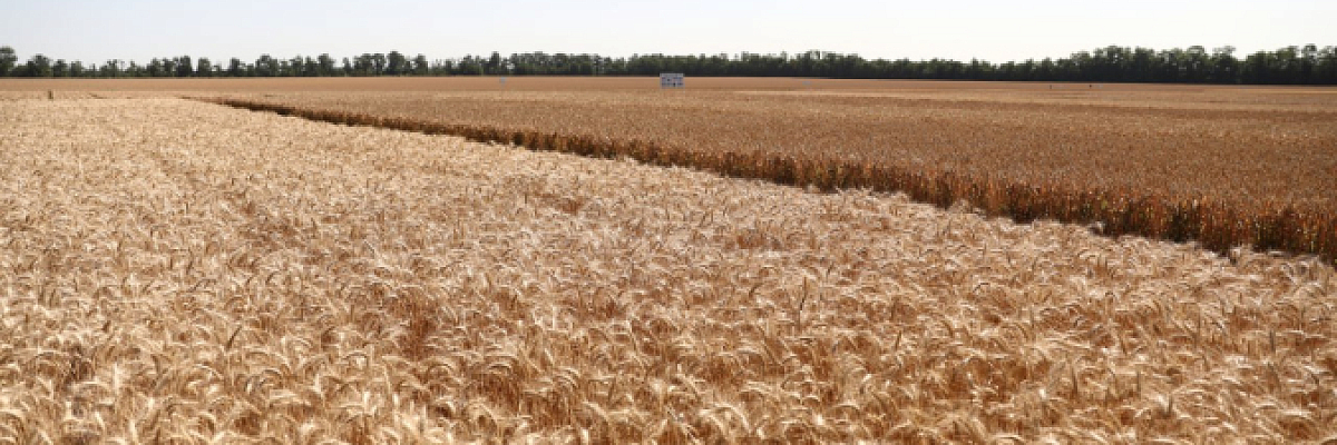 В 2026 году на поддержку агропромышленного комплекса Кубани направят 10,5 миллиарда рублей