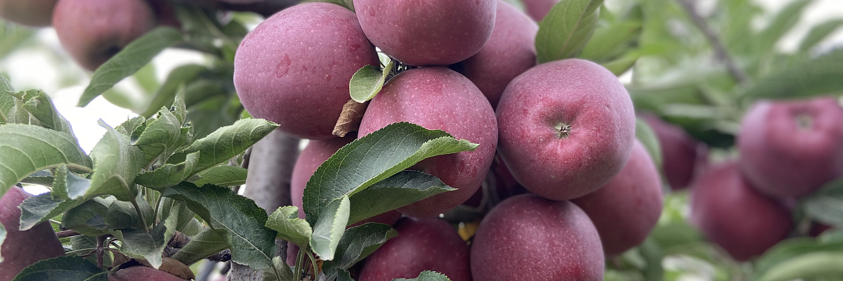 Кабардино-Балкария вновь подтвердила своё лидерство в стране по производству плодово-ягодной продукции