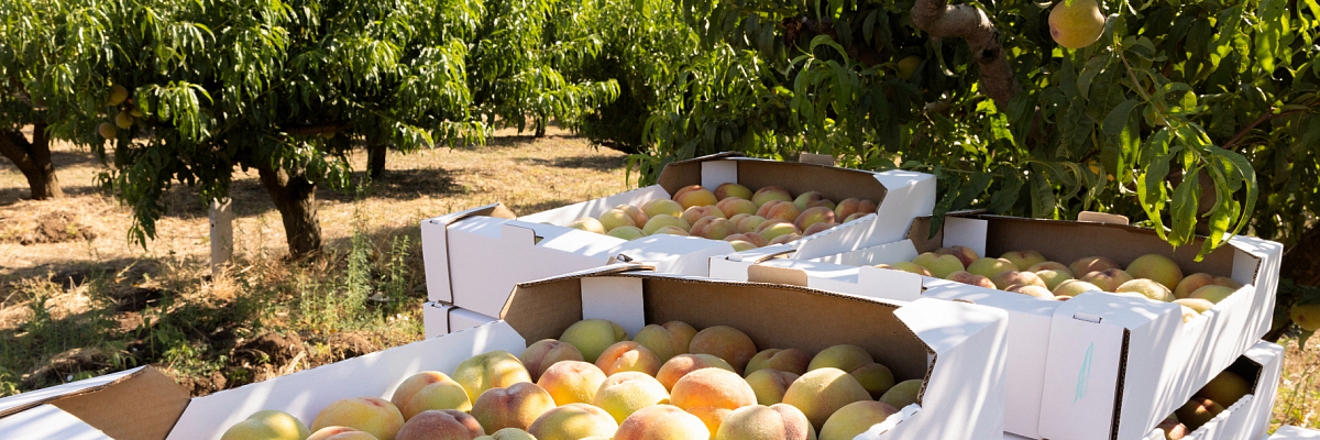 Порядка 324 млн рублей направят в этом году в Крыму на закладку молодых садов