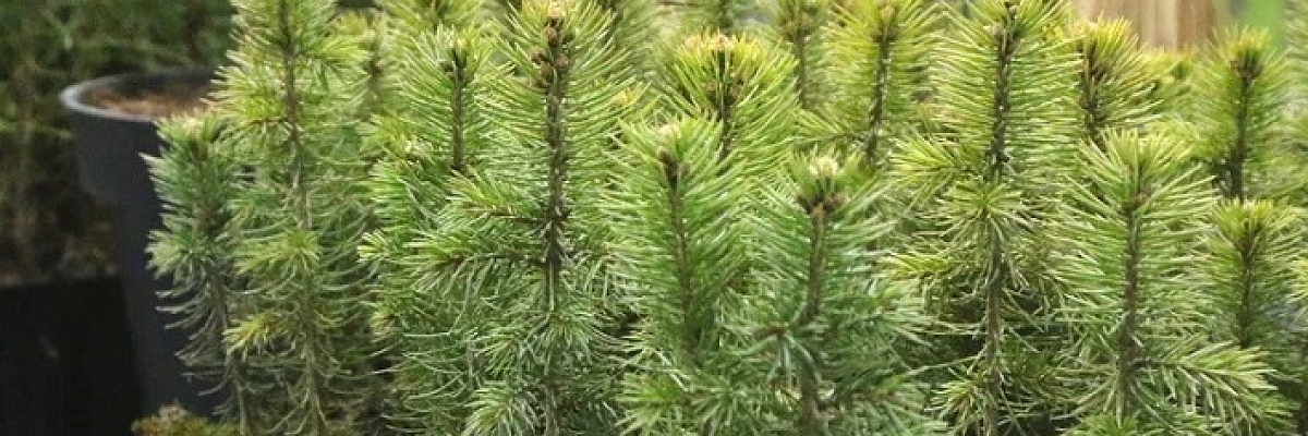 На юге Волгограда стартовали работы по созданию нового экопарка