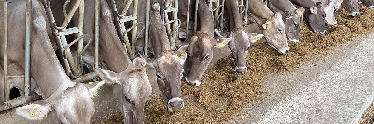 Производство продукции животноводства выросло в Кабардино-Балкарии